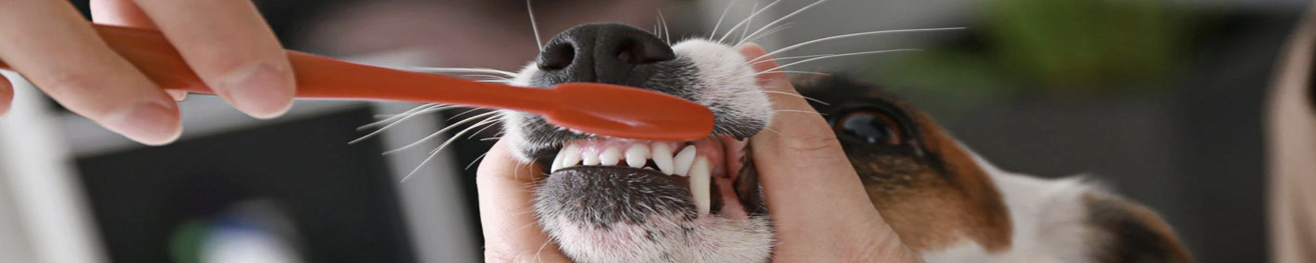 Pet Oral Care | MunroKennels.com | Munro Industries mk-1009041604