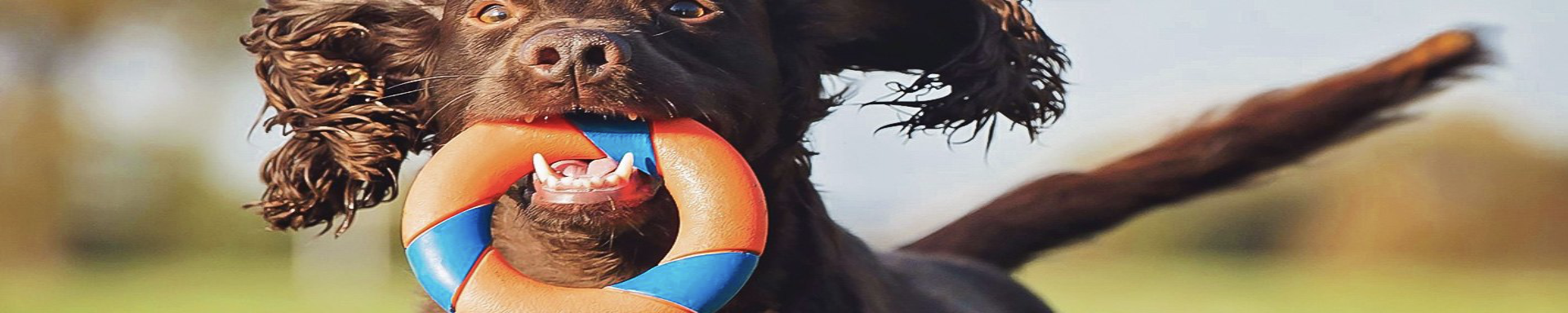 Throw & Fetch Dog Toys | MunroKennels.com | Munro Industries mk-1009042011
