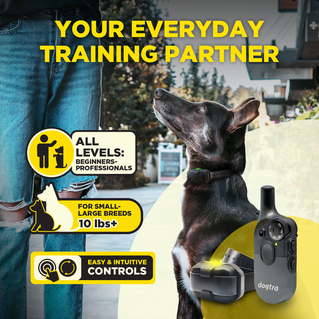 Dogtra 200IQ Training System