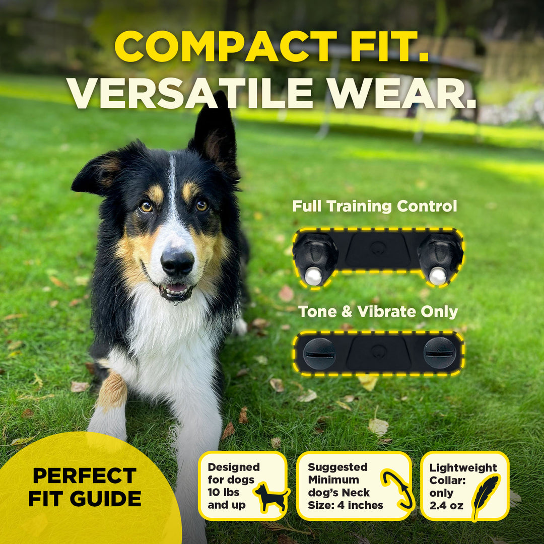 Dogtra 200IQ Training System
