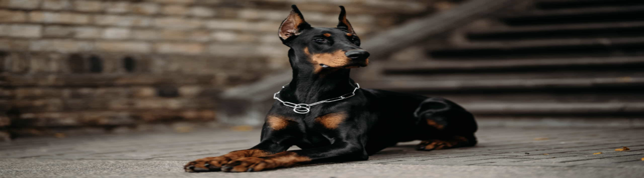 About The Breed | MunroKennels.com | Munro Industries mk-10090101 2160x600