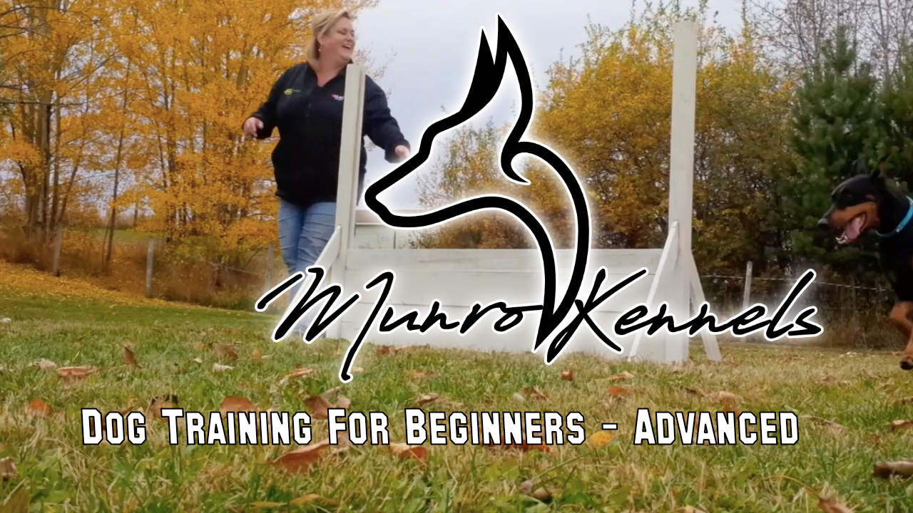 Dog Training by Munro Kennels For Beginners to Advanced
