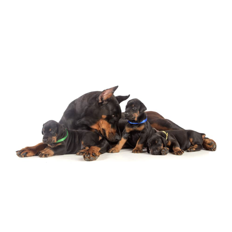 Doberman Puppy Pricing | MunroKennels.com | Munro Industries mk-1009010205 800x800