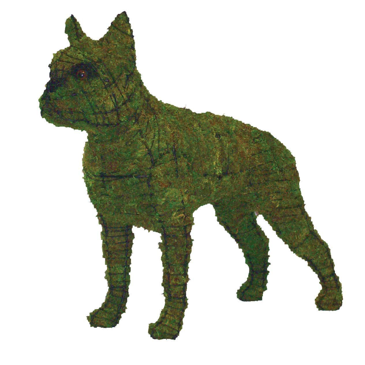 Boston Terrier Topiary - 20" (Mossed)