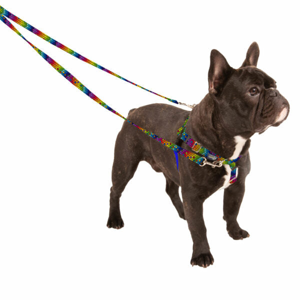 Freedom No-Pull Dog Harness - ROY G BIV EarthStyle