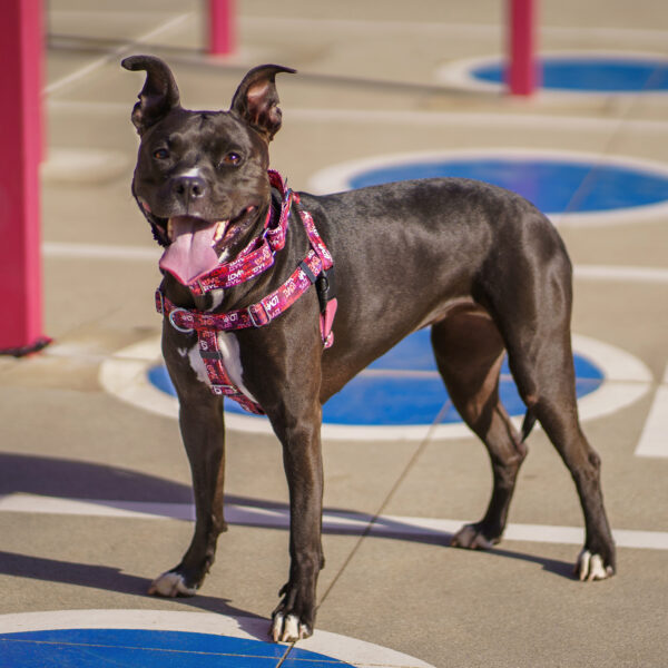 Freedom No-Pull Dog Harness - Love Graffiti Red EarthStyle