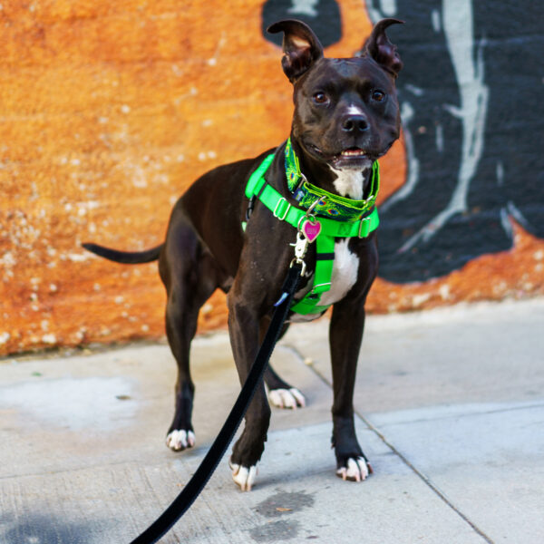 Freedom No-Pull Dog Harness - Neon Green