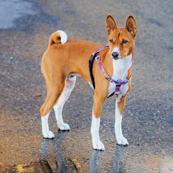 Freedom No-Pull Dog Harness - Love Graffiti Blue EarthStyle