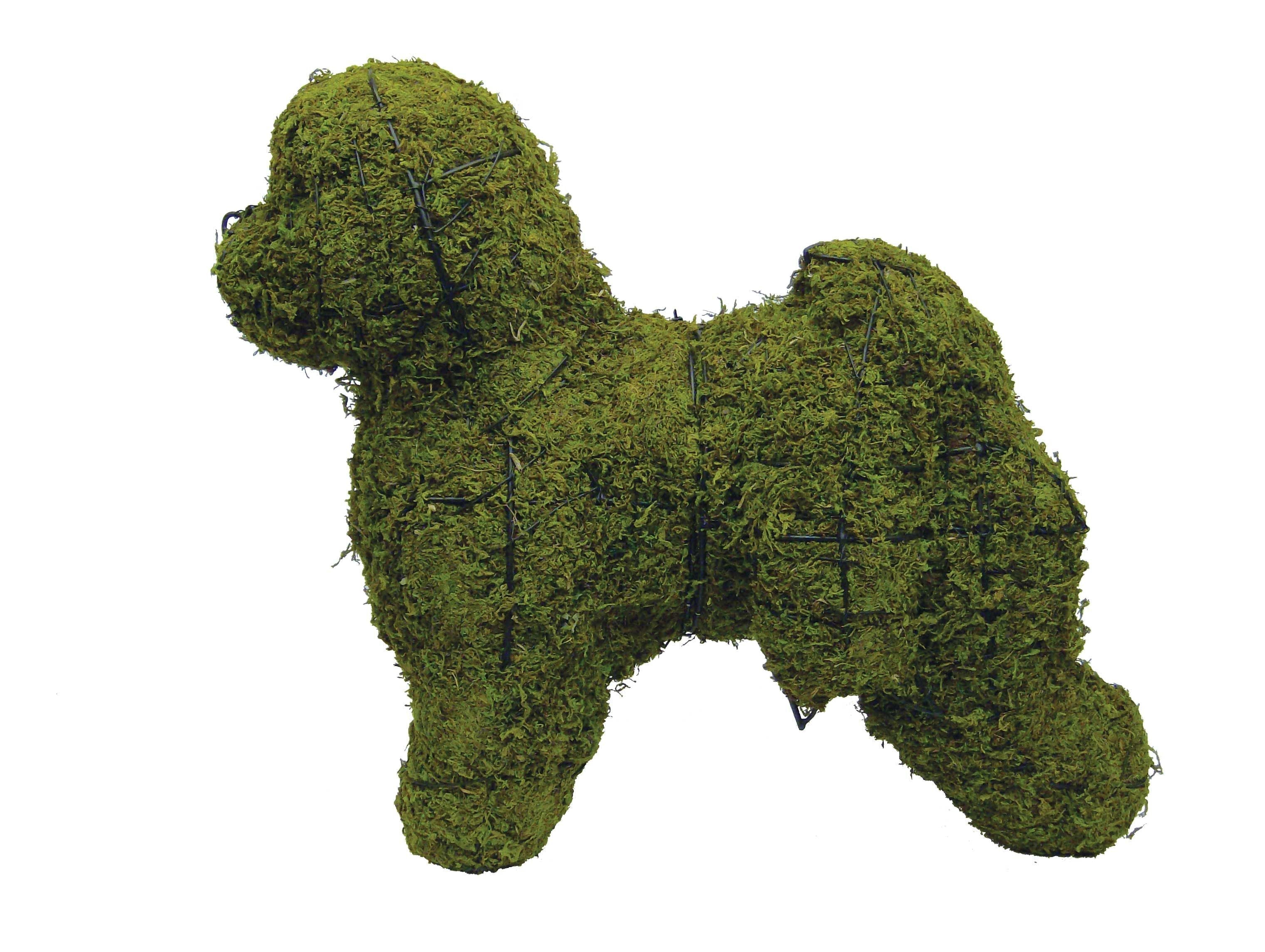 Bichon Frise Topiary - 19" (Mossed)
