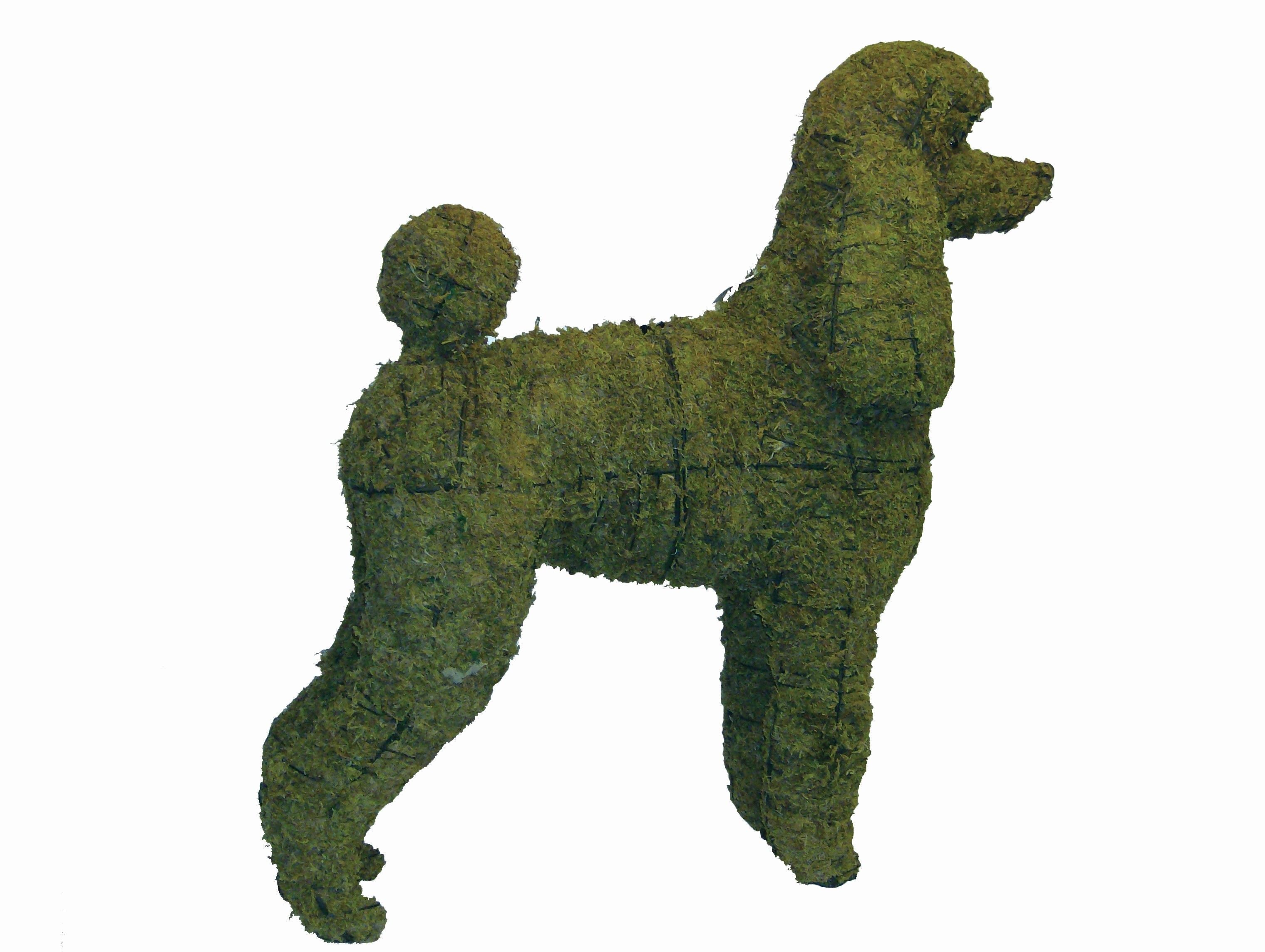 Poodle Topiary - 17" (Mossed) 