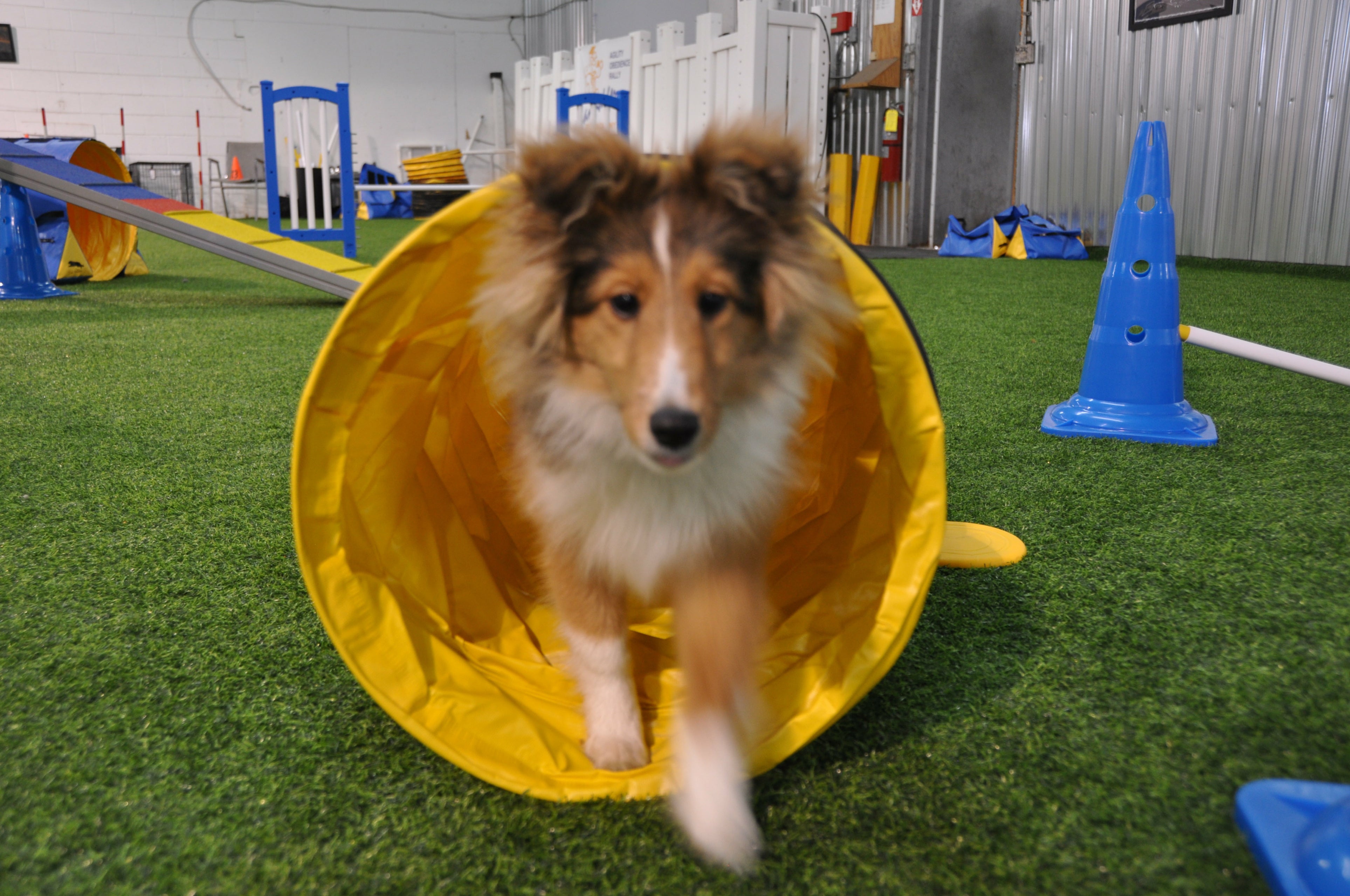 Handlers Choice Puppy Tunnel - 16"D x 78"