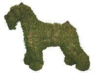 Schnauzer Topiary - 18" (Mossed)