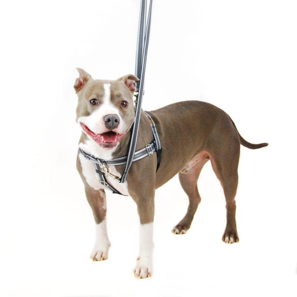 Freedom No-Pull Dog Harness - Reflective Black