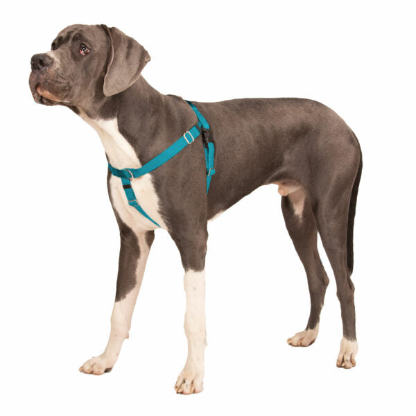 Freedom No-Pull Dog Harness - Teal