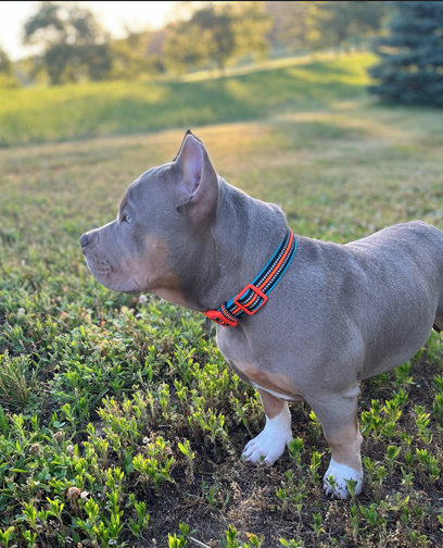 Neoprene High Vis Collar - Beethoven