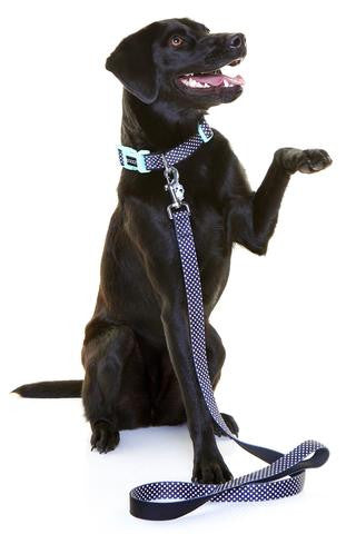 Neoprene Collar - Pongo