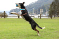 FETCH-ABLES - Fetch-N-Ball