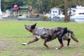 FETCH-ABLES - Fetch-N-Ball