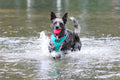 FETCH-ABLES - Fetch-N-Ball