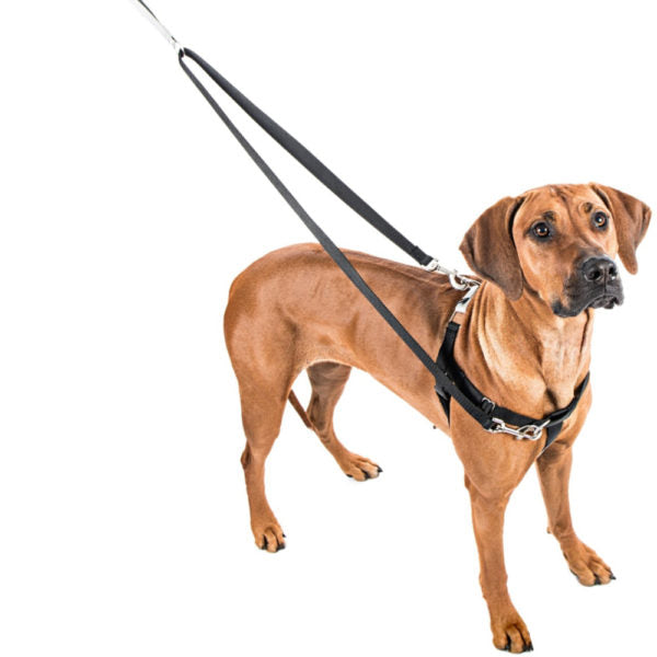 Freedom No-Pull Dog Harness 