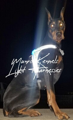 Noxgear, LightHound, The Best High Visibility Lighted Pet Harness,  LED Lighted Dog Harness, Edmonton & Calgary Alberta,