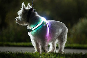 Noxgear, LightHound, The Best High Visibility Lighted Pet Harness,  LED Lighted Dog Harness, Edmonton & Calgary Alberta,