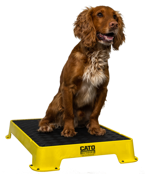 Cato Board Dog Training Platform
